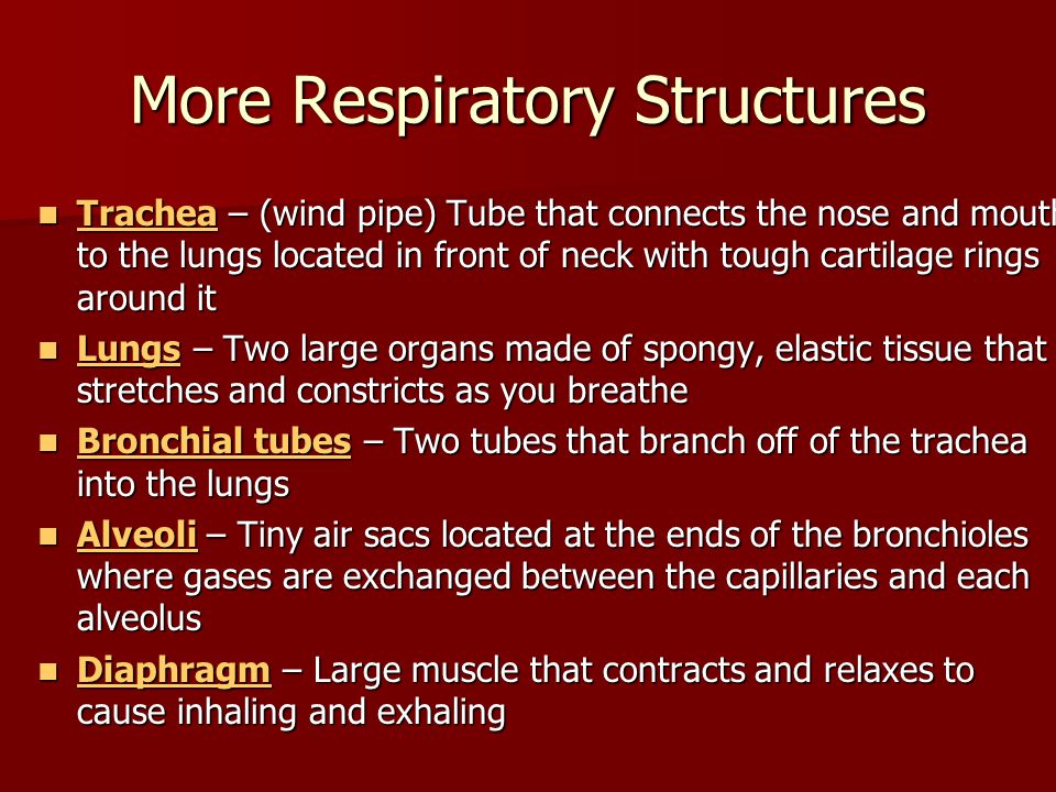 More Respiratory Structures