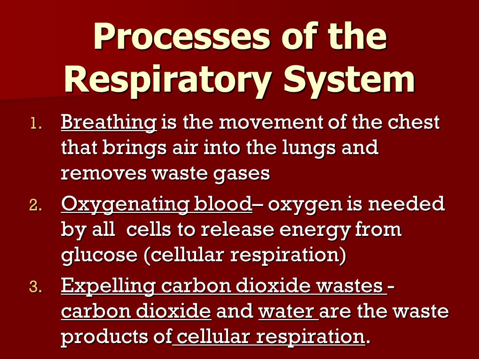 Processes of the Respiratory System