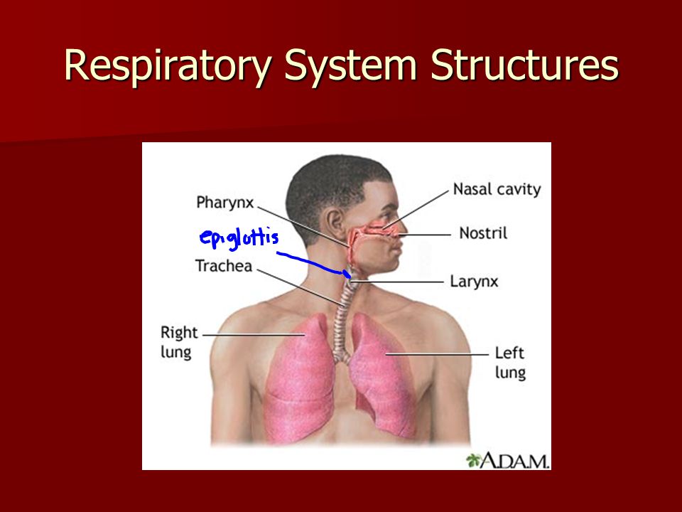 Respiratory System Structures
