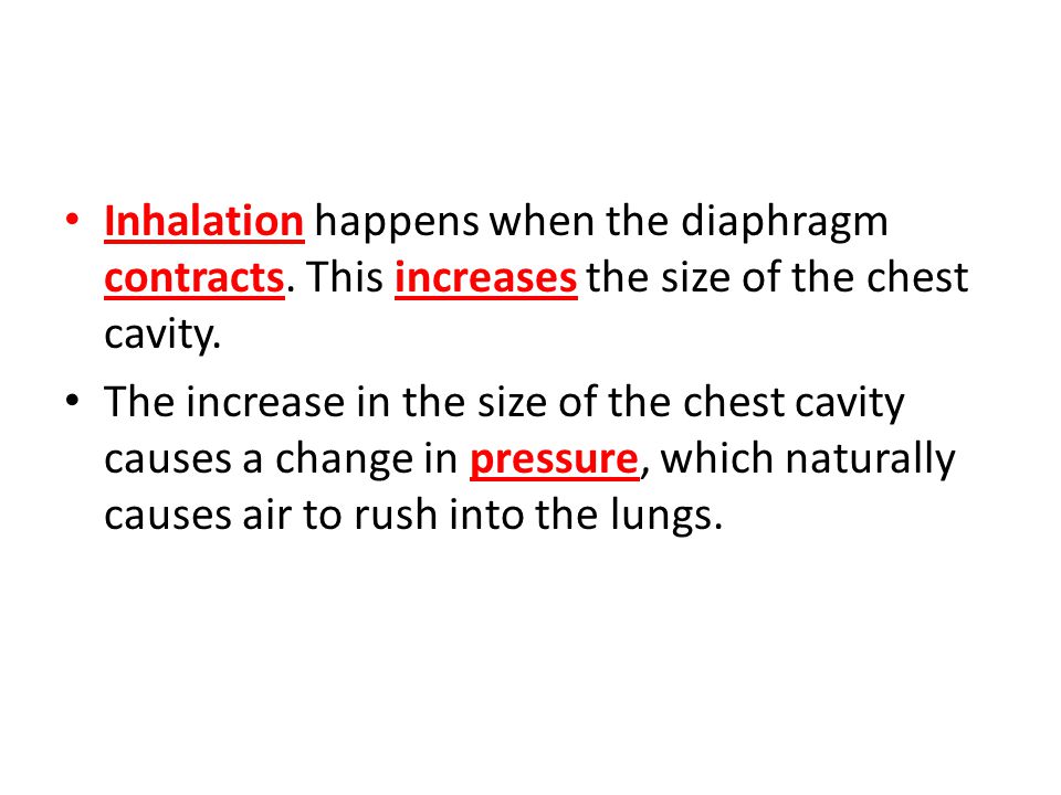 Inhalation happens when the diaphragm contracts