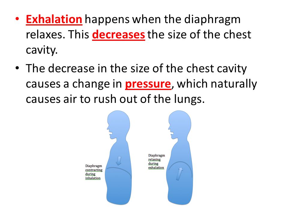 Exhalation happens when the diaphragm relaxes
