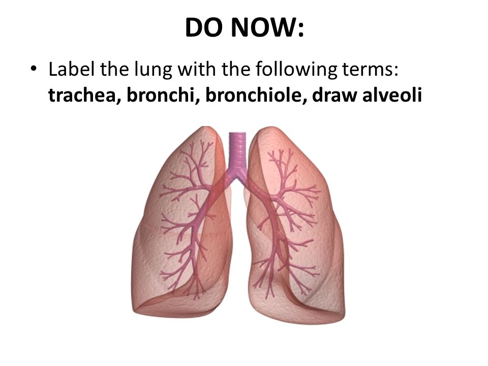 DO NOW: Label the lung with the following terms: trachea, bronchi, bronchiole, draw alveoli