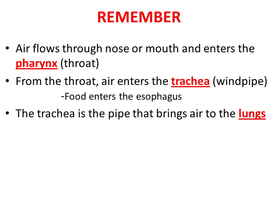 REMEMBER Air flows through nose or mouth and enters the pharynx (throat)