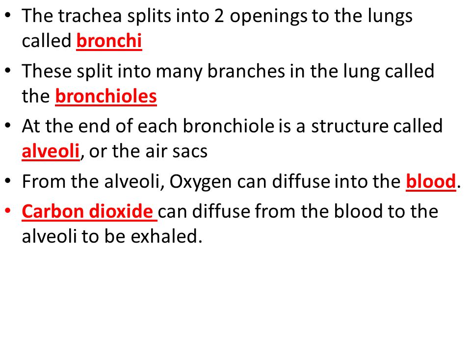 The trachea splits into 2 openings to the lungs called bronchi
