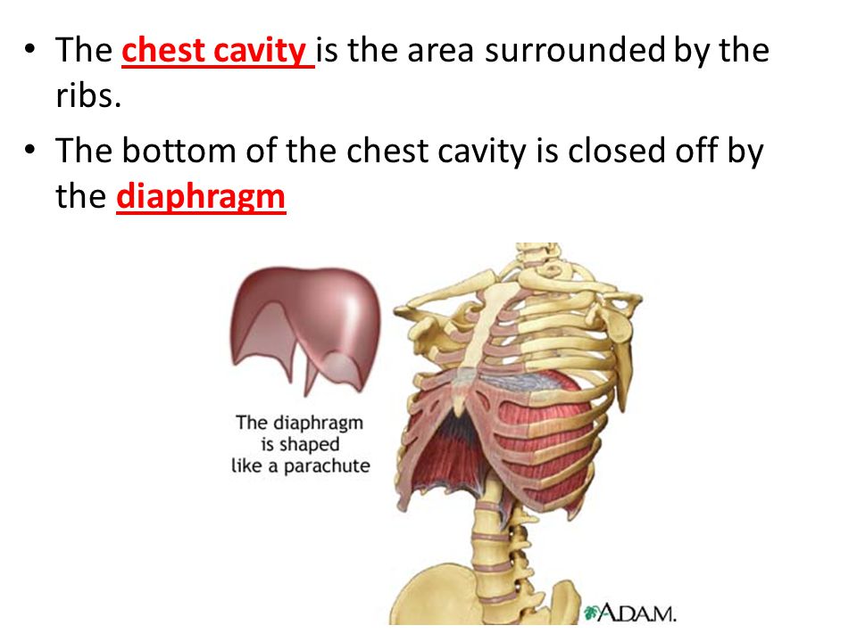 The chest cavity is the area surrounded by the ribs.