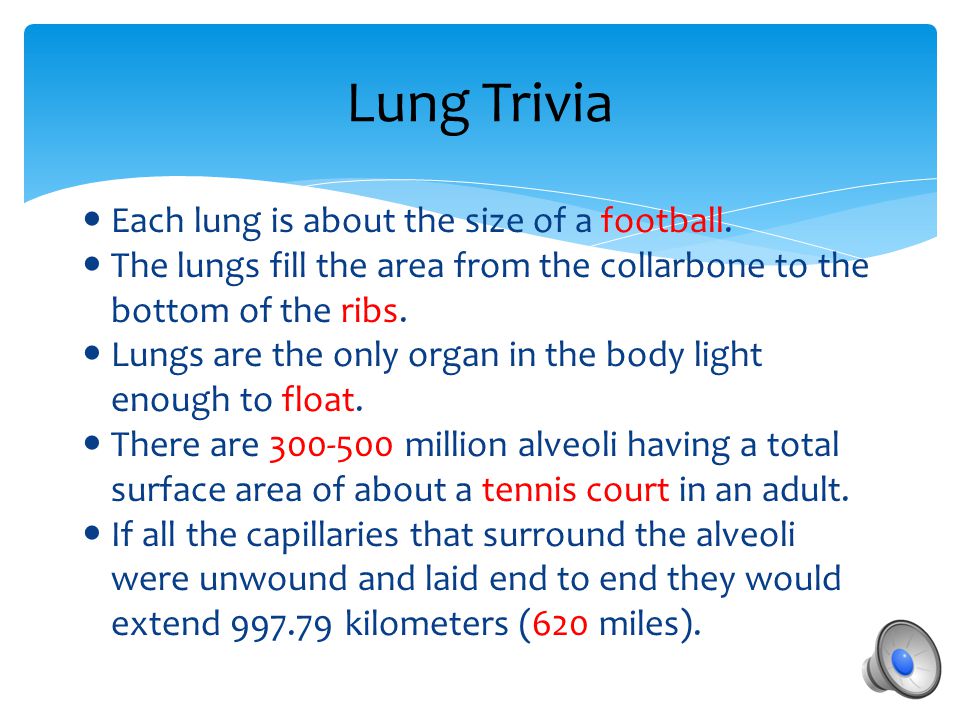 Lung Trivia Each lung is about the size of a football.