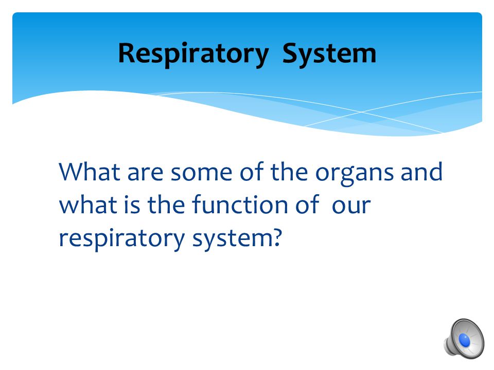 Respiratory System What are some of the organs and what is the function of our respiratory system