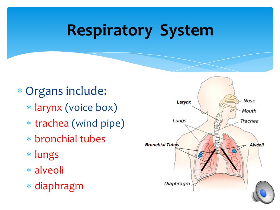Respiratory System Organs include: larynx (voice box)