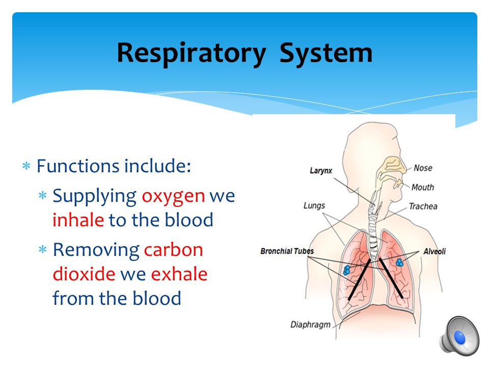 Respiratory System Functions include: