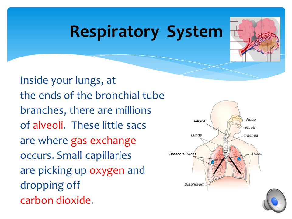Respiratory System Inside your lungs, at