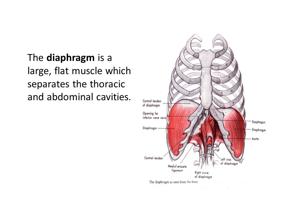 The diaphragm is a large, flat muscle which separates the thoracic and abdominal cavities.