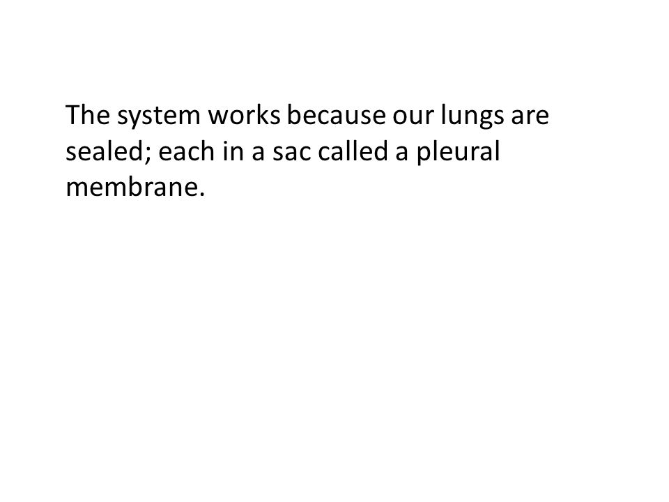 The system works because our lungs are sealed; each in a sac called a pleural membrane.