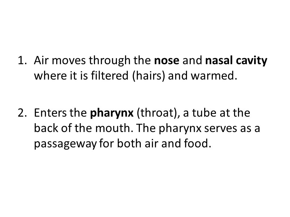Air moves through the nose and nasal cavity where it is filtered (hairs) and warmed.