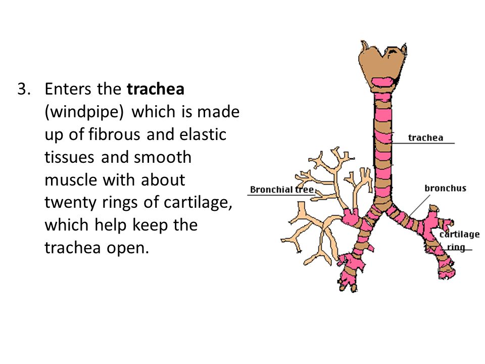 Enters the trachea (windpipe) which is made up of fibrous and elastic tissues and smooth muscle with about twenty rings of cartilage, which help keep the trachea open.