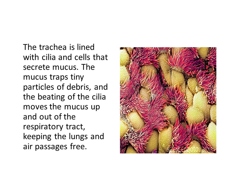 The trachea is lined with cilia and cells that secrete mucus