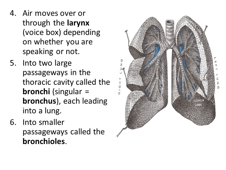 Air moves over or through the larynx (voice box) depending on whether you are speaking or not.