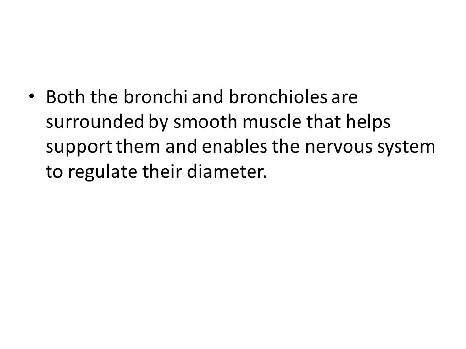 Both the bronchi and bronchioles are surrounded by smooth muscle that helps support them and enables the nervous system to regulate their diameter.
