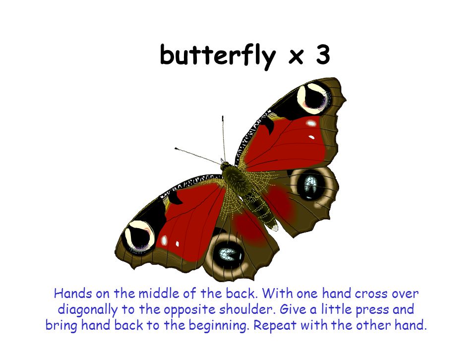 butterfly x 3