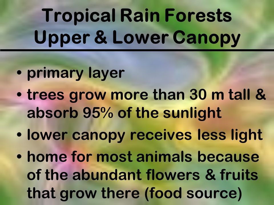 Tropical Rain Forests Upper & Lower Canopy