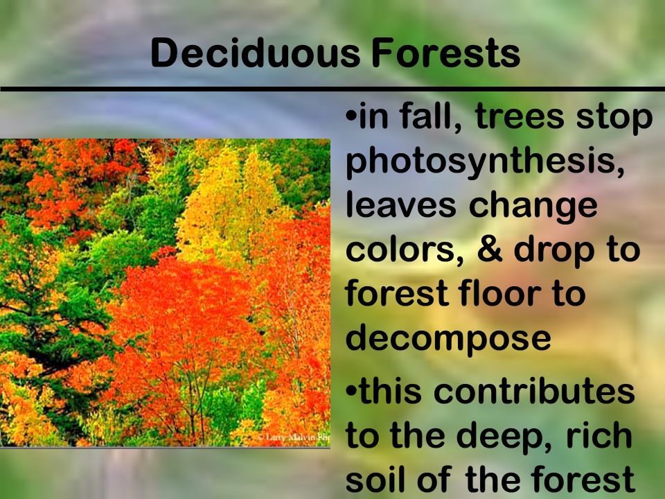 Deciduous Forests in fall, trees stop photosynthesis, leaves change colors, & drop to forest floor to decompose.