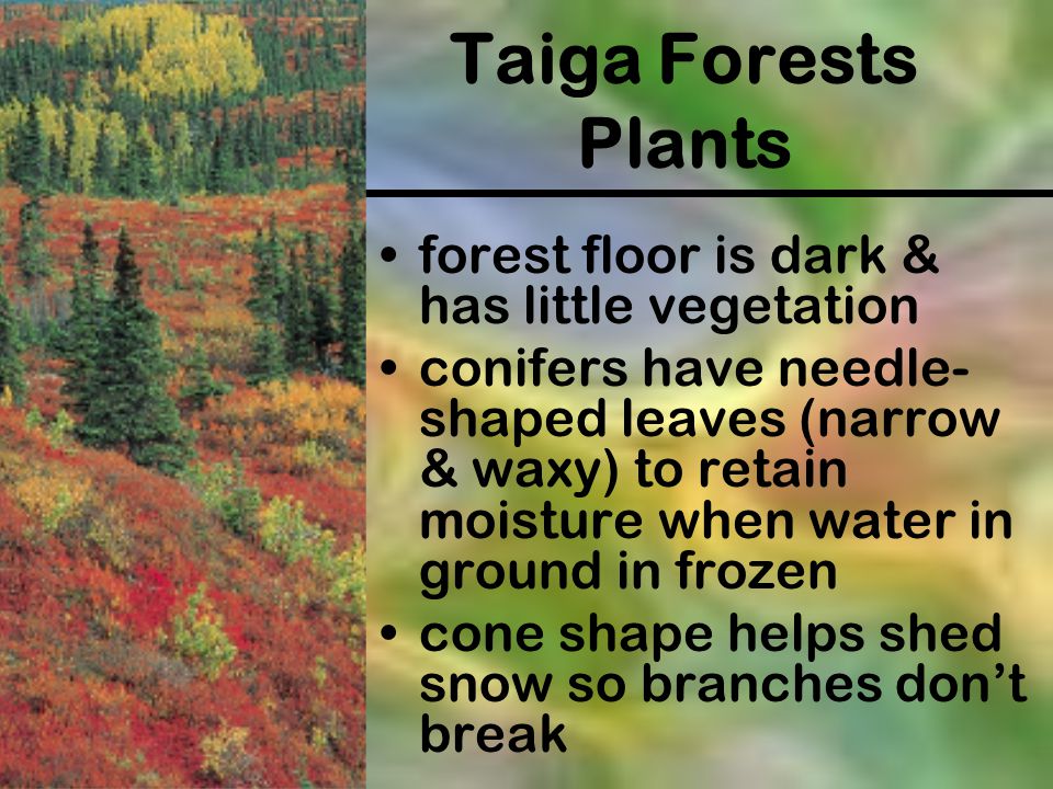 Taiga Forests Plants forest floor is dark & has little vegetation