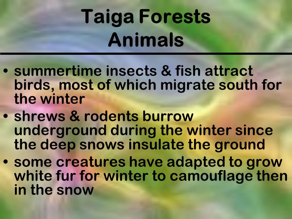 Taiga Forests Animals summertime insects & fish attract birds, most of which migrate south for the winter.