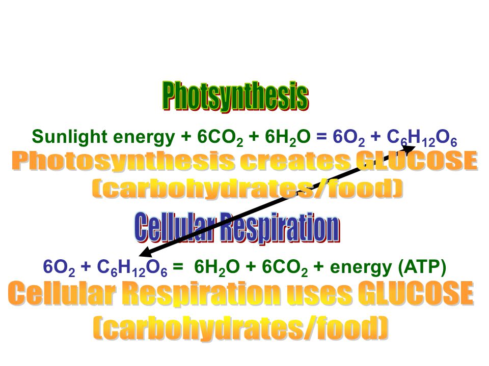 Photosynthesis creates GLUCOSE (carbohydrates/food)