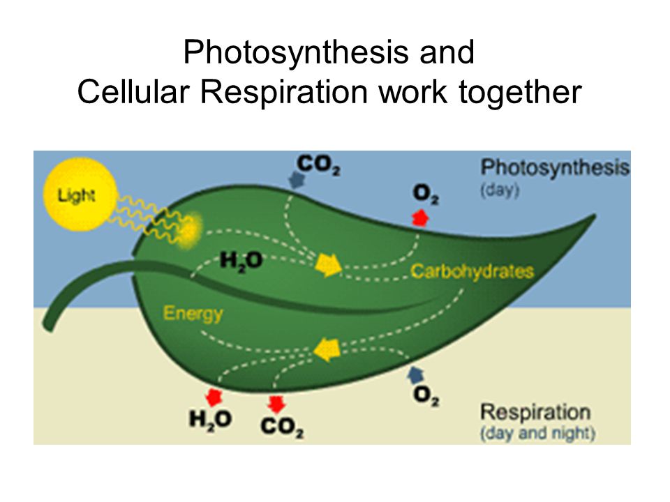 Photosynthesis and Cellular Respiration work together