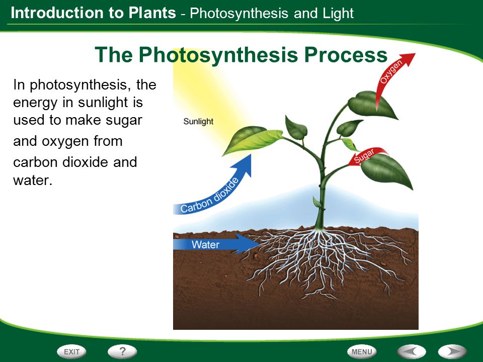 The Photosynthesis Process
