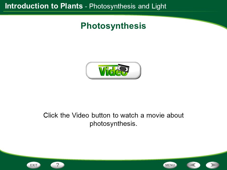 Click the Video button to watch a movie about photosynthesis.