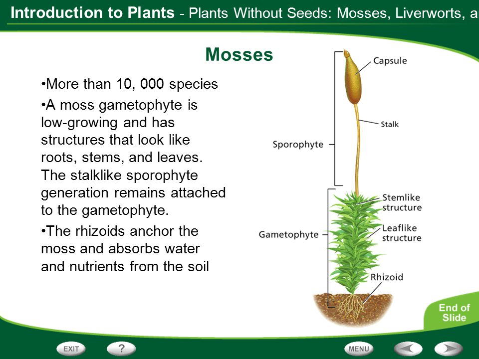 Mosses - Plants Without Seeds: Mosses, Liverworts, and Hornworts
