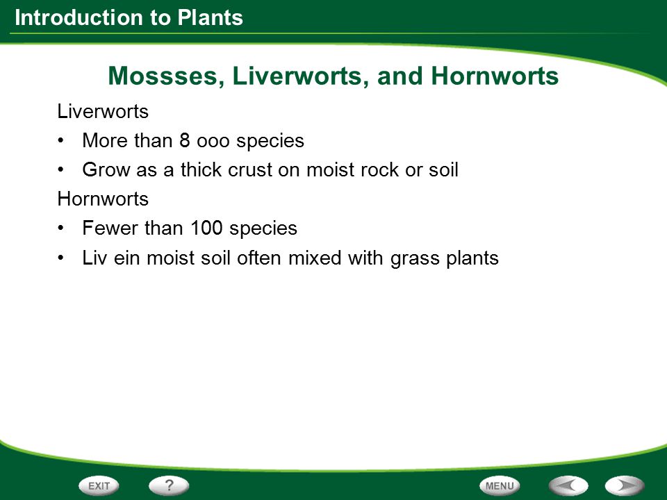 Mossses, Liverworts, and Hornworts