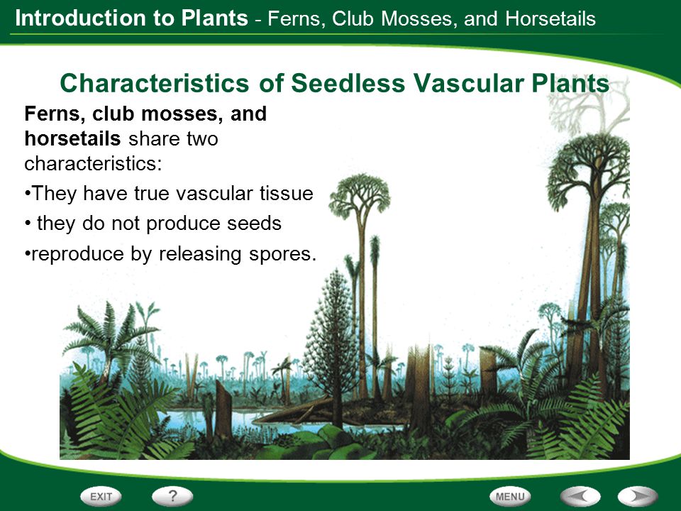 Characteristics of Seedless Vascular Plants