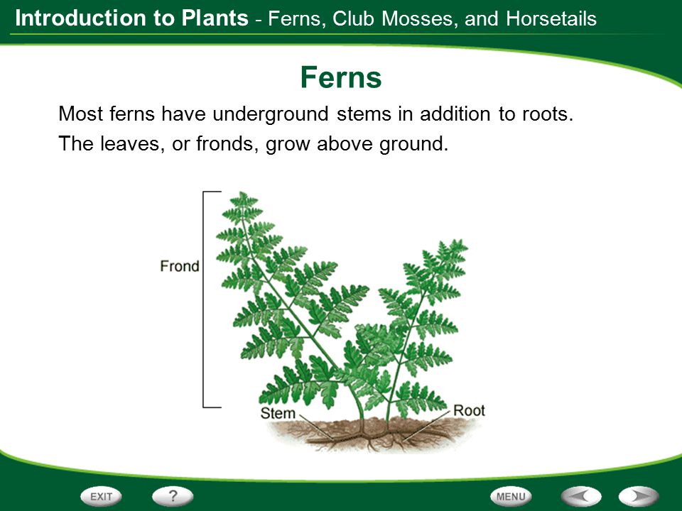 Ferns - Ferns, Club Mosses, and Horsetails