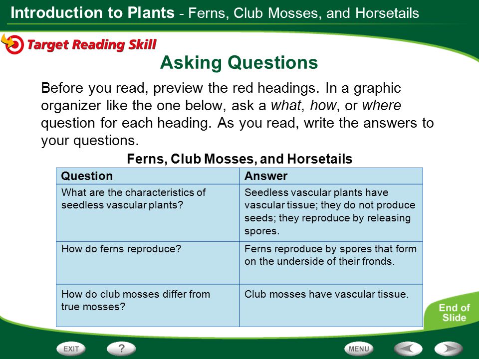 Ferns, Club Mosses, and Horsetails