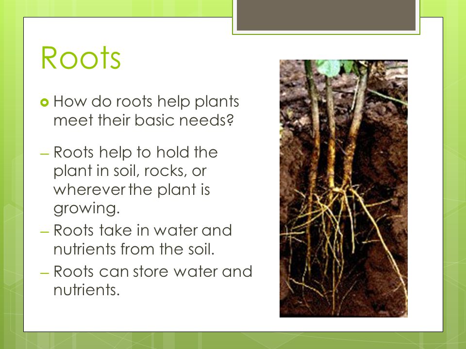 Roots How do roots help plants meet their basic needs