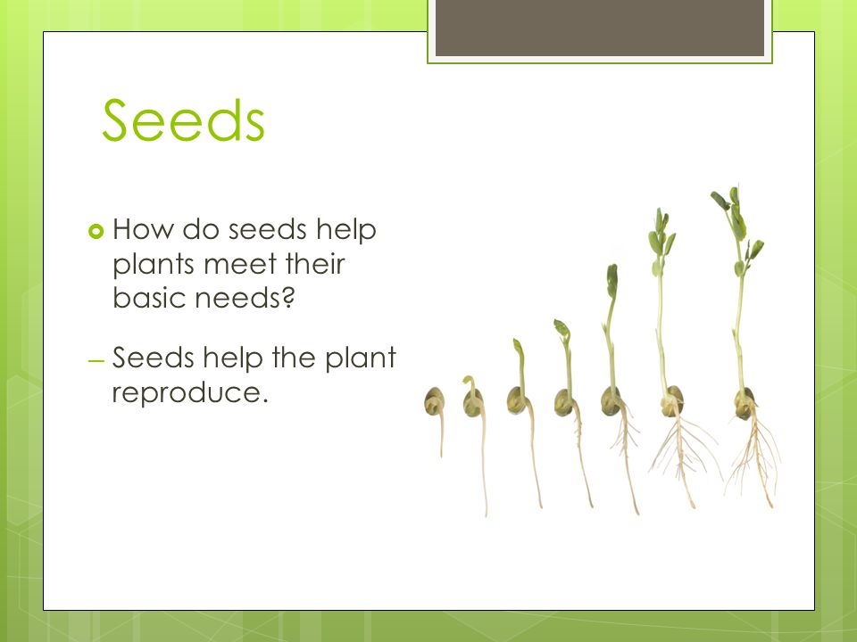 Seeds How do seeds help plants meet their basic needs