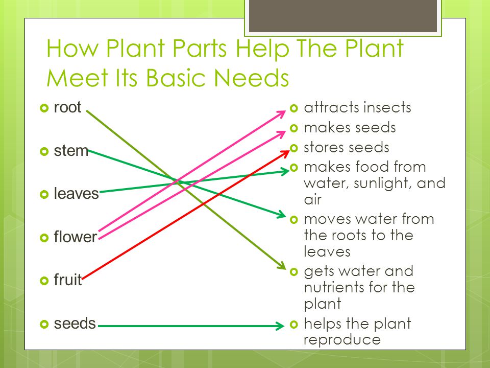 How Plant Parts Help The Plant Meet Its Basic Needs