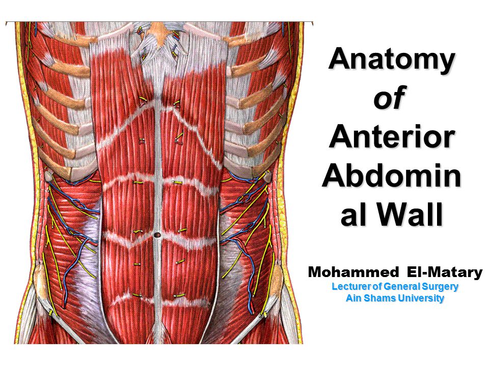 muscles of the abdominal wall ppt