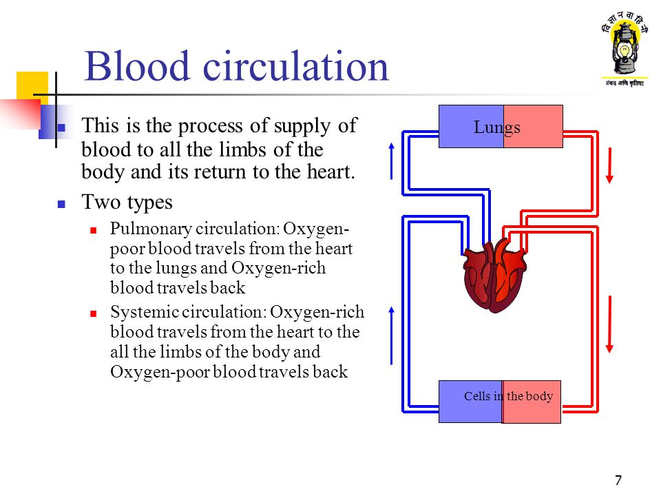Blood circulation Lungs. This is the process of supply of blood to all the limbs of the body and its return to the heart.