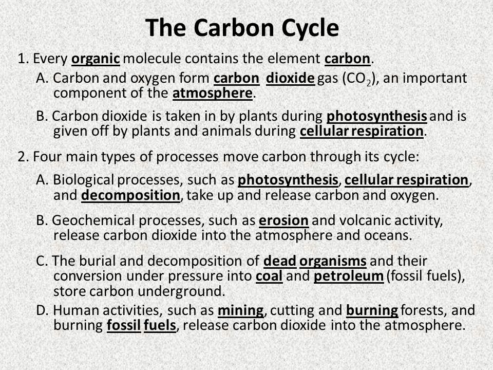 The Carbon Cycle 1. Every organic molecule contains the element carbon. A. Carbon and oxygen form carbon dioxide gas (CO2), an important.