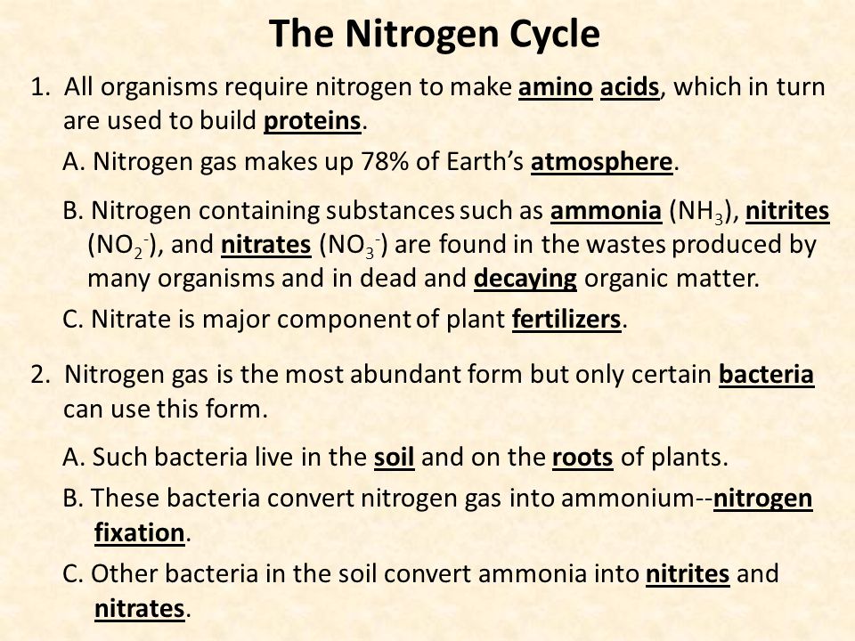 The Nitrogen Cycle 1. All organisms require nitrogen to make amino acids, which in turn are used to build proteins.