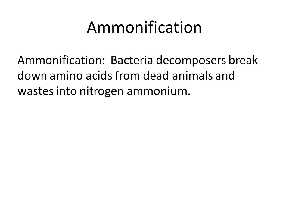 Ammonification Ammonification: Bacteria decomposers break down amino acids from dead animals and wastes into nitrogen ammonium.