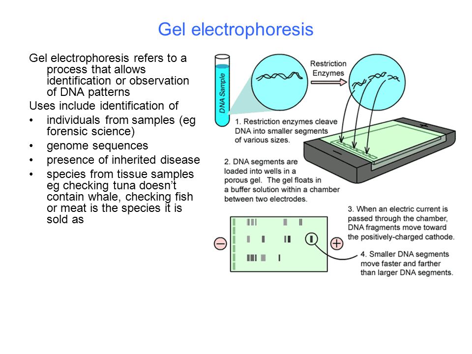 Gel electrophoresis Gel electrophoresis refers to a process that allows identification or observation of DNA patterns.