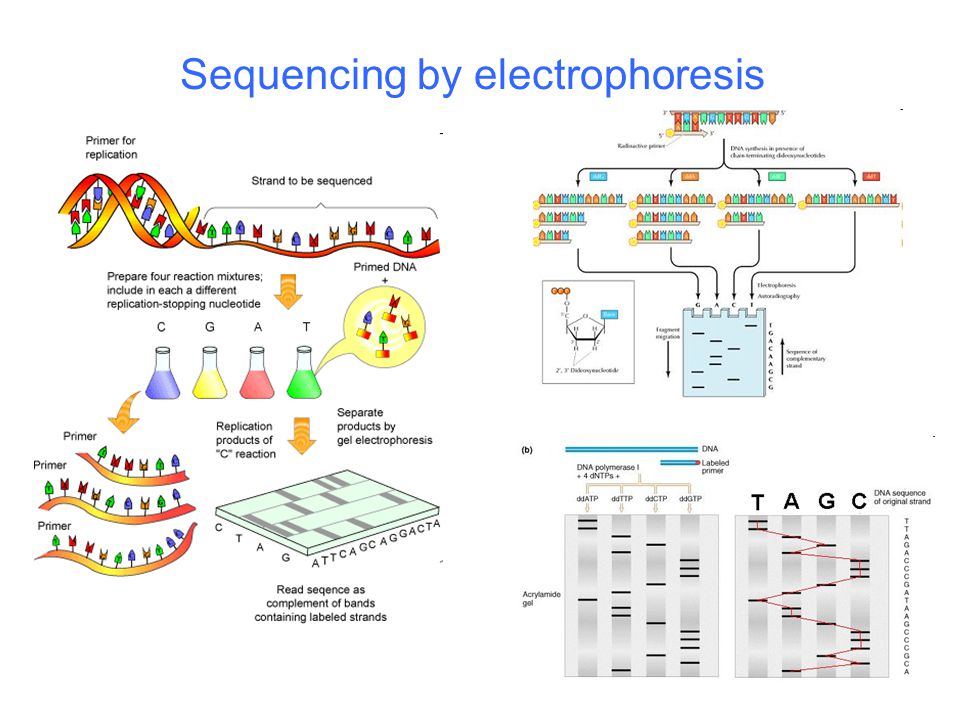 Sequencing by electrophoresis
