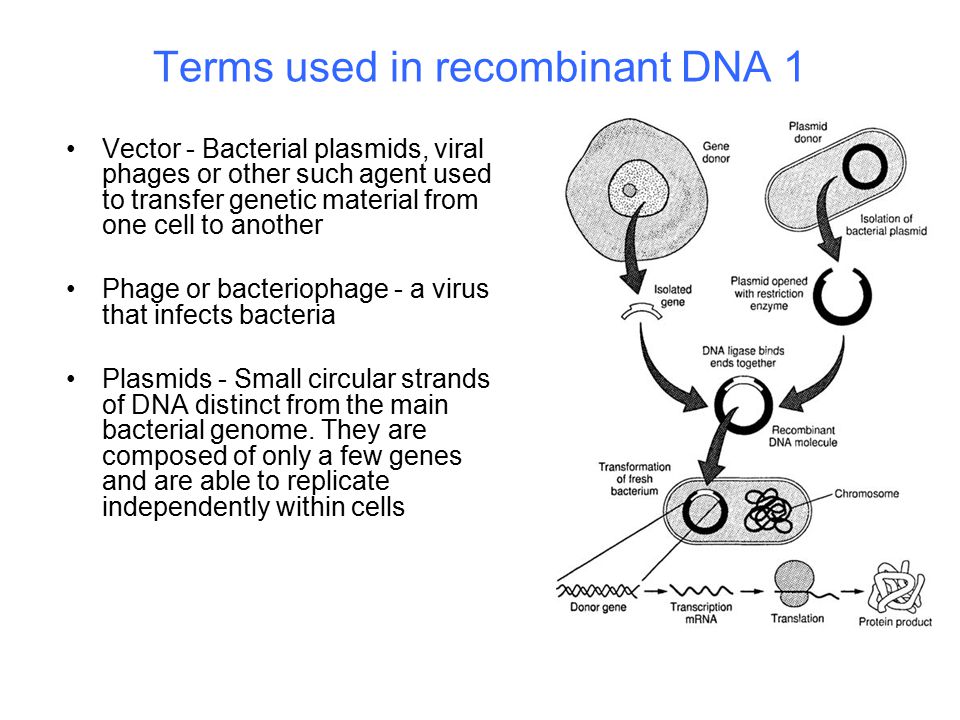 Terms used in recombinant DNA 1
