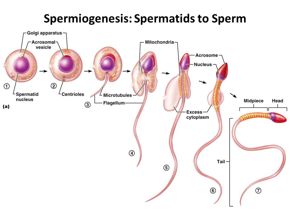 Кимберли Чи мышцами вагины выталкивает сперму наружу