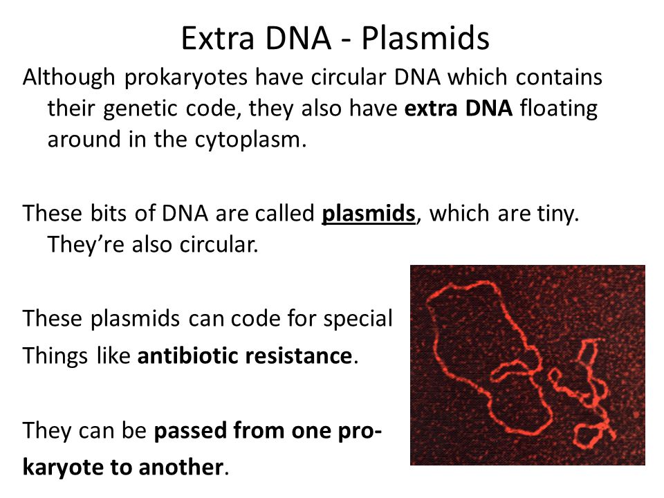Extra DNA - Plasmids