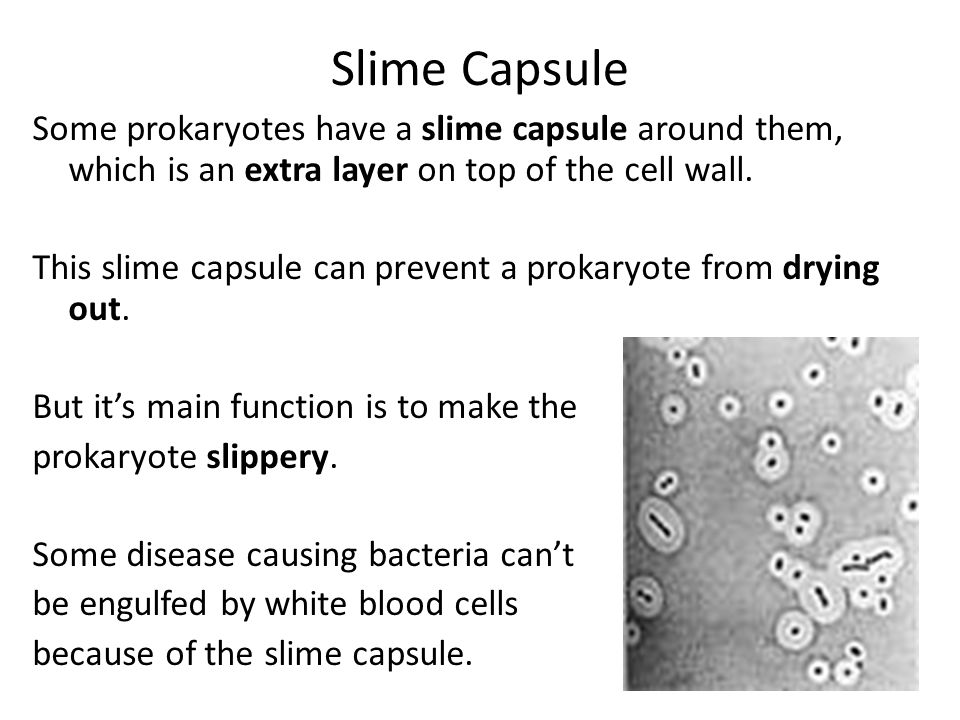 Slime Capsule