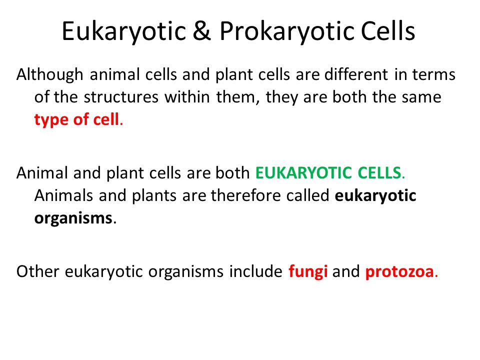Eukaryotic & Prokaryotic Cells